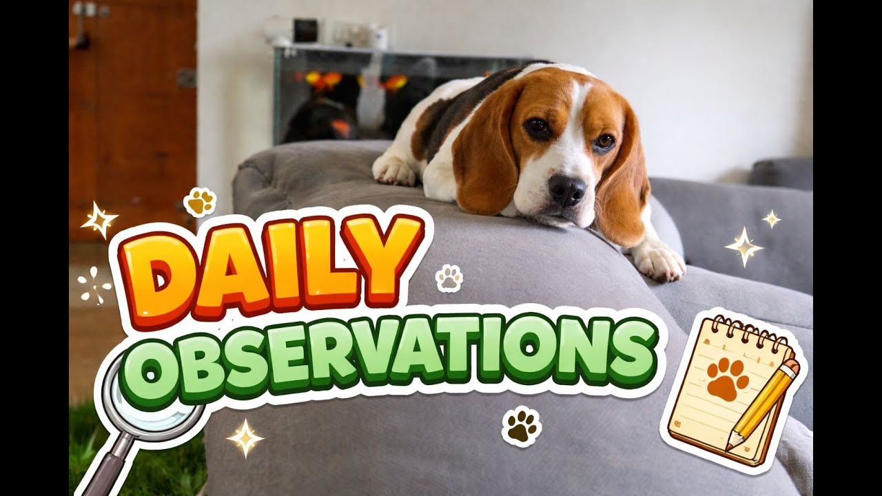 Daily Observations - 2
