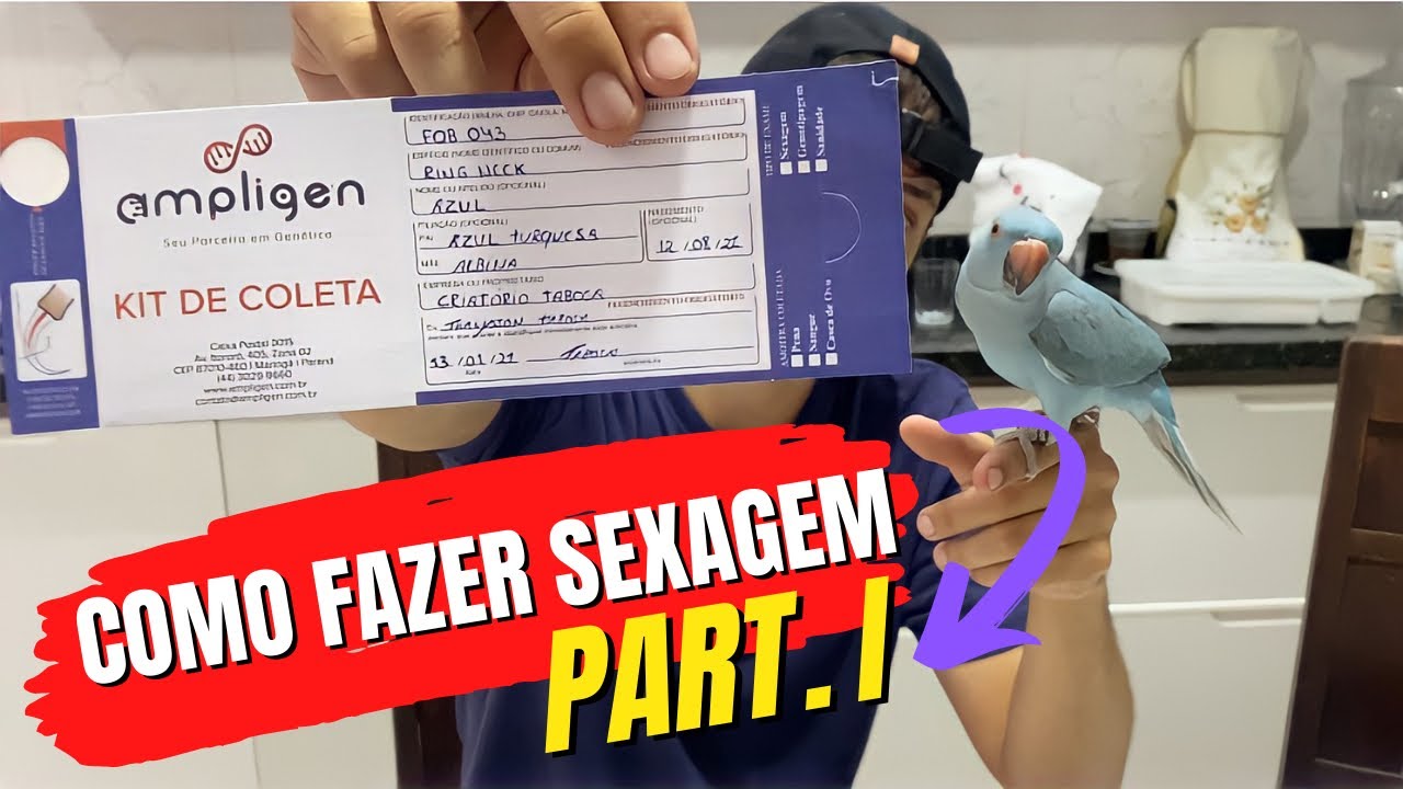 Passo a passo para saber o sexo do seu Ring neck !!!