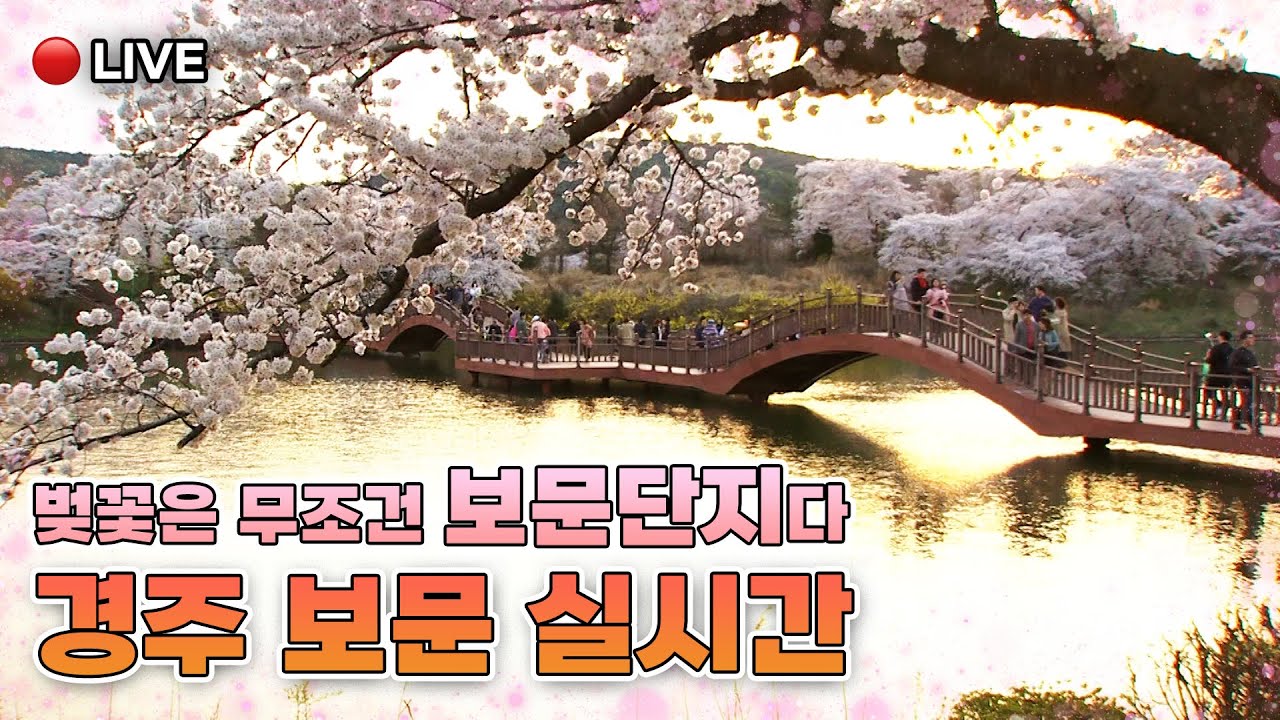 [🌸 🔴 Live] 보문단지 벚꽃은 킹정이지🌸 온통 핑크인 보문단지 walk with me