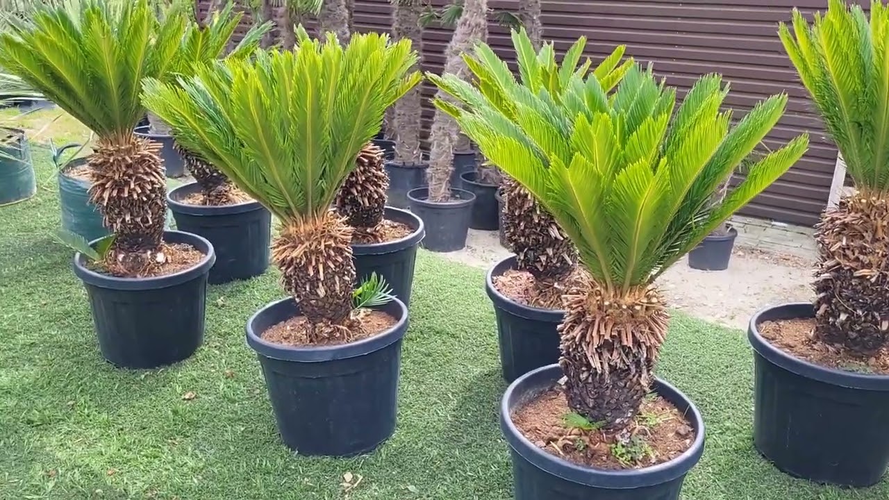 Cycas revoluta. Sagowiec odwinięty. Cykasy w ogrodzie i na placu. Palmy z Lubska. Palmy w Polsce.