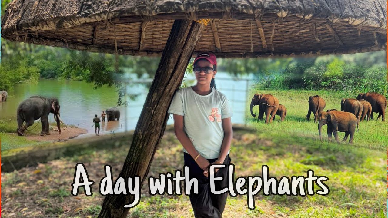 Kottur Elephant Park| Rehabilitation Centre|Trivandrum| Kerala