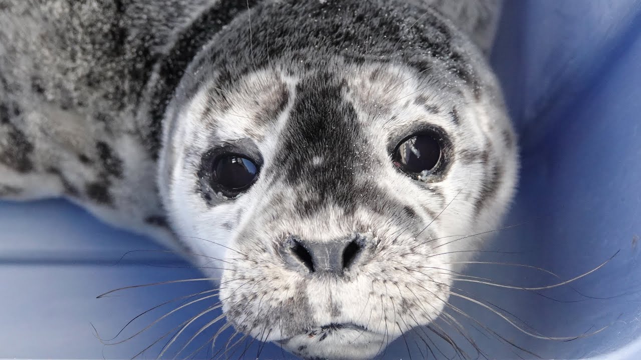 Baby Seal Boy 