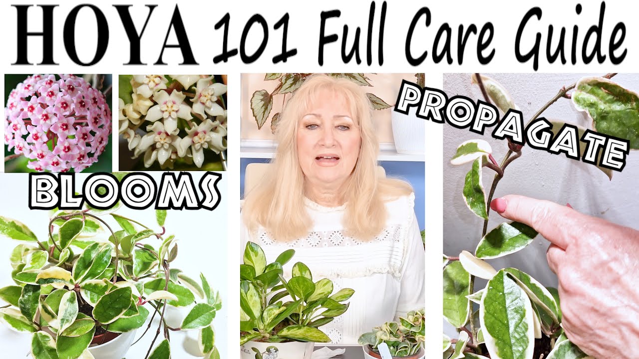 Уход за HOYA 101 *Полное руководство* для УСПЕХА | Ваши хои могут с легкостью процветать и цвести!