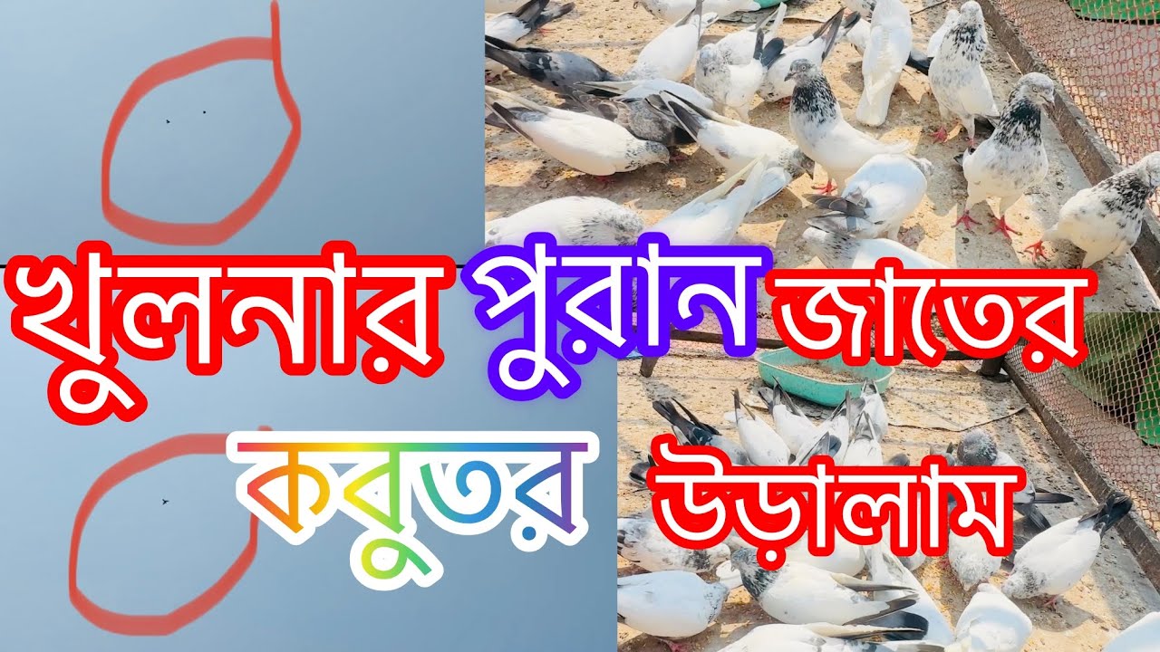 খুলনার পুরান জাতের কবুতর উড়ালাম || Khulna highflying  old blood line pigeon || Khulna pigeon zone 