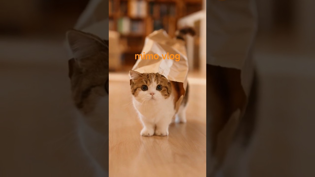 mimmo cat's daily video