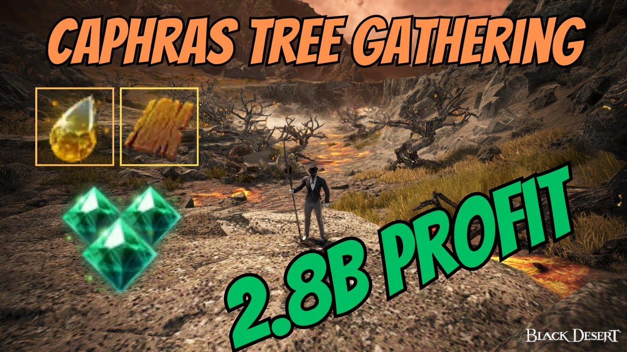 BDO | Caphras Tree Gathering | 3000 Mastery | 2.9B Profit