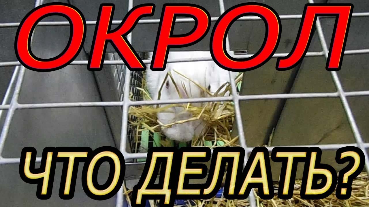ОКРОЛ, подготовка гнездовья, маточника (видео 5)