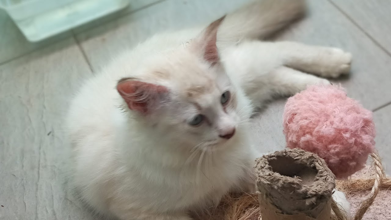 Time Machine Cats !!!! Longest Daily Cat's Story