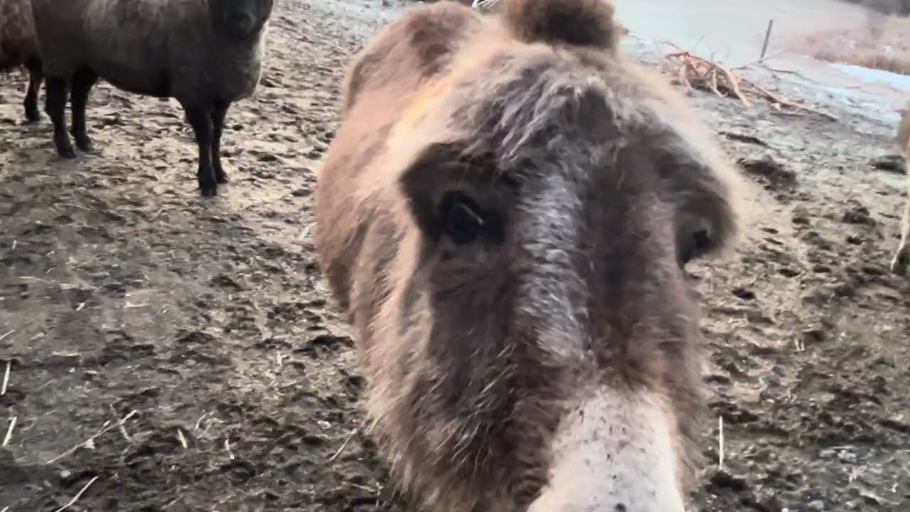 Good Monday Morning From Bedlam Farm 3/9/26