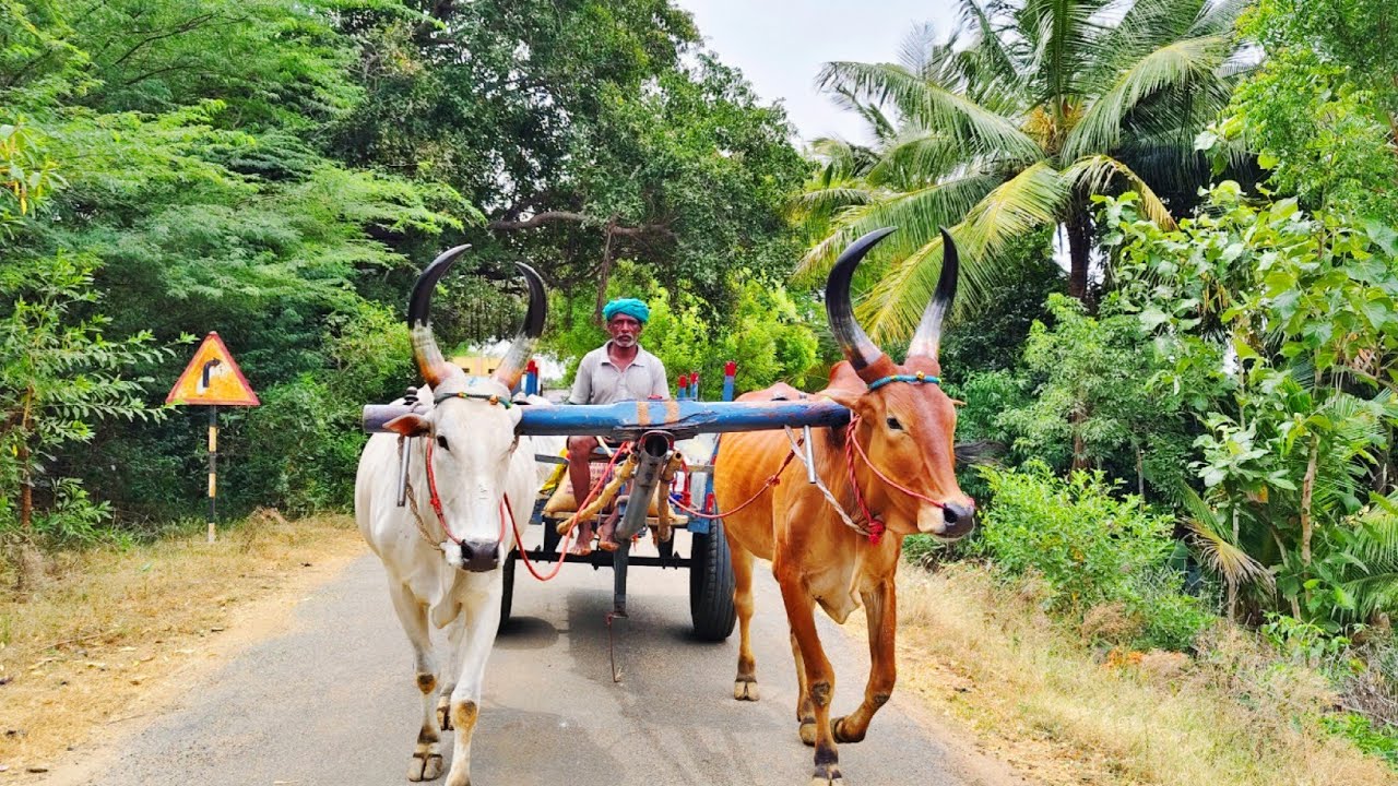 நெல் அரைக்க போறோம்|We Are Going to Grind Rice|Village Lifestyle|Idhu Namma Route.#lifestyle 