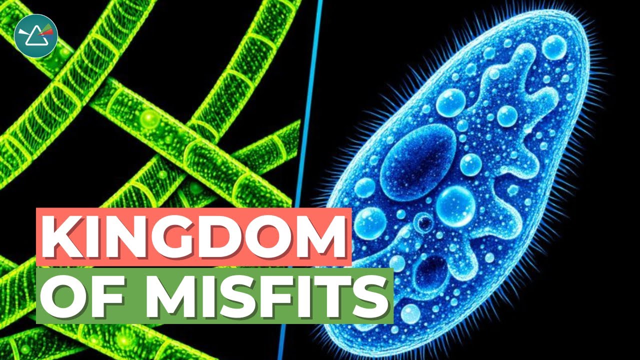 Protists vs Animals vs Plants: What's Actually the Difference?
