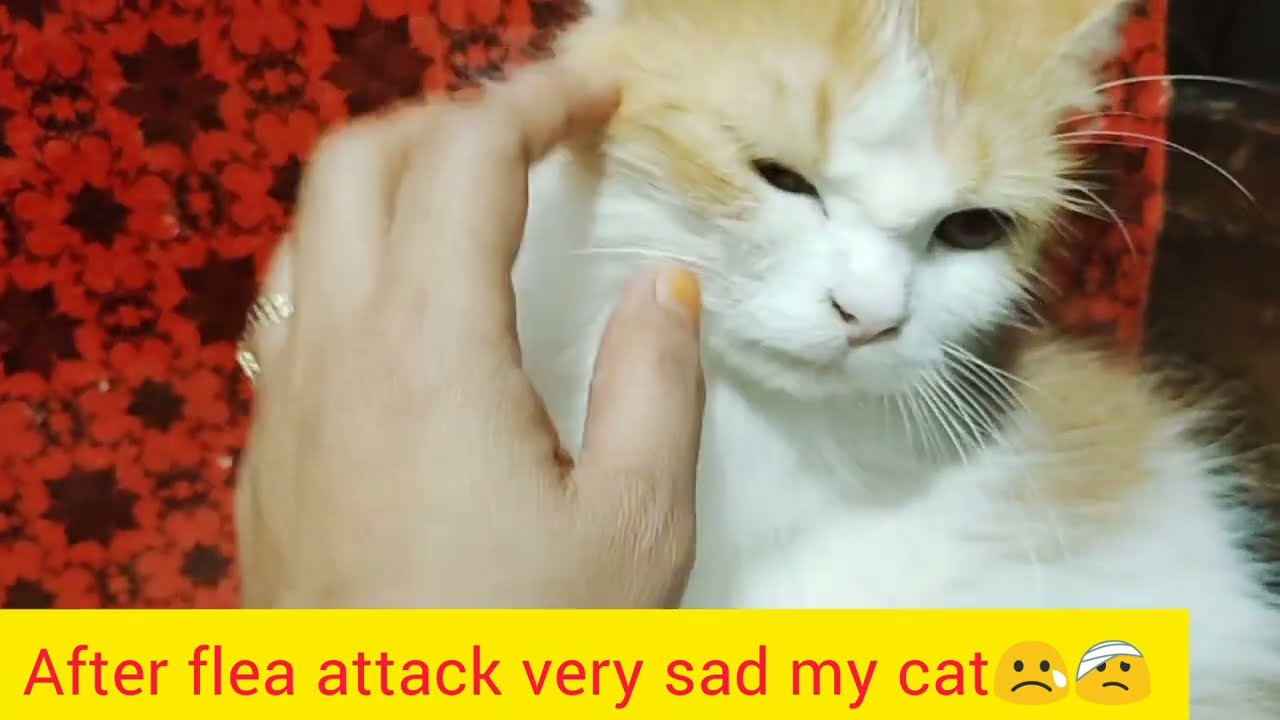 after flea🕷️attack my cat rough & dusty uncountable fleas attack after cat skin is totally black