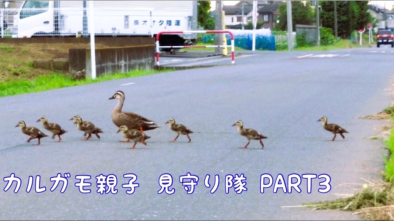 カルガモ親子 見守り隊 part3 2025.6.21 コガモ８羽全員、心身共に健やかに成長。