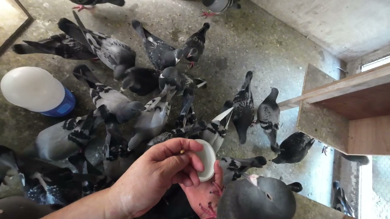 種鳩に逃げられました