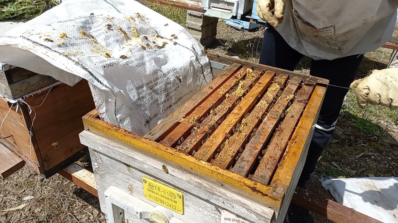 Arıların ilkbahar bakımı ve varova mücadelesi