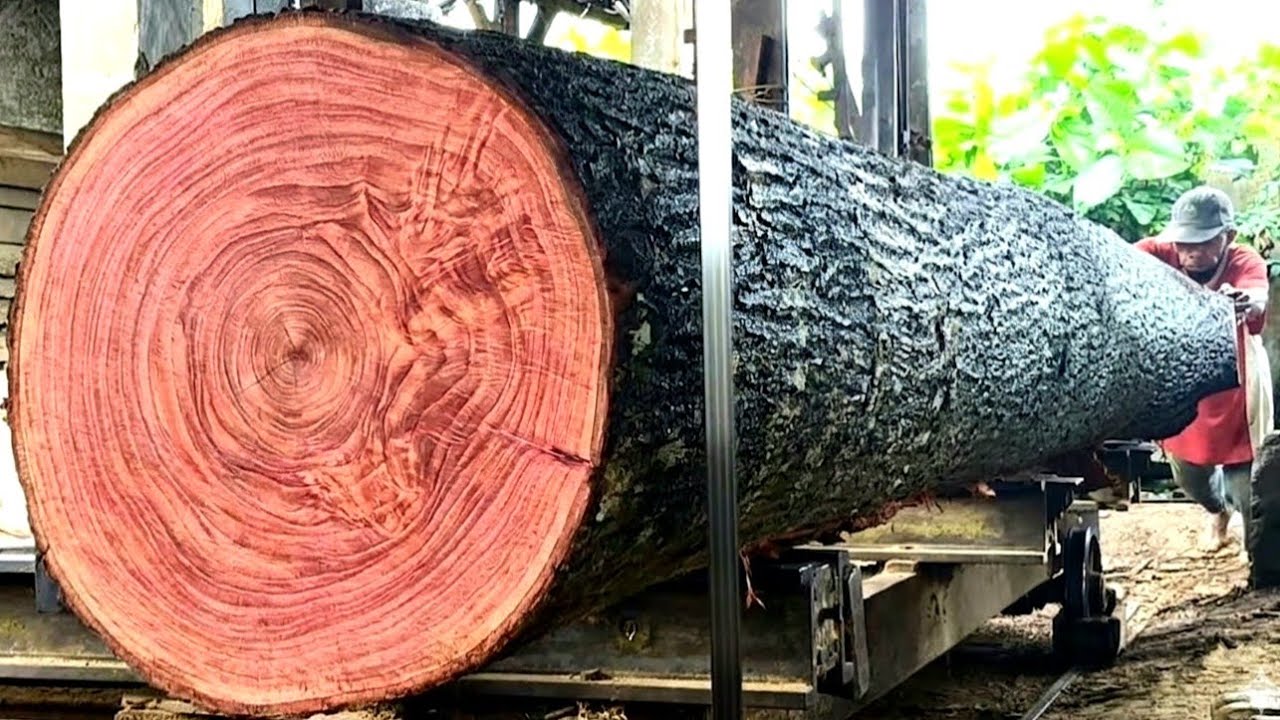 Amazing discovery with all its beauty, a large tree 450cm long at the sawmill 
