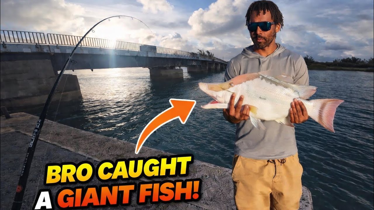 “Multiple Big Fish Encounters” 🤯 Mind Blowing hyper activity fish up and down this bridge 