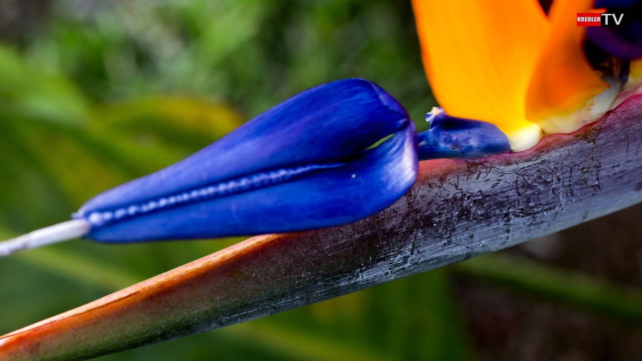 Oiseau du paradis -  Strelitzia Reginae. [ 4K ]