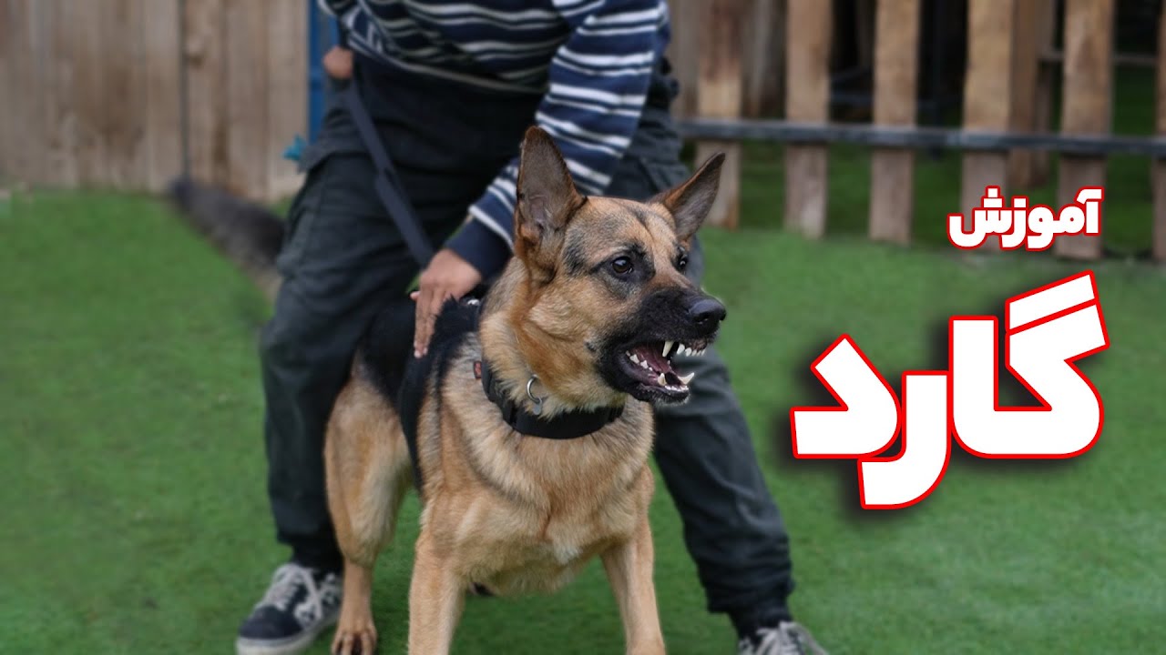 آموزش سگ گارد 😨 پیش نیازها برای گارد شدن سگ ها