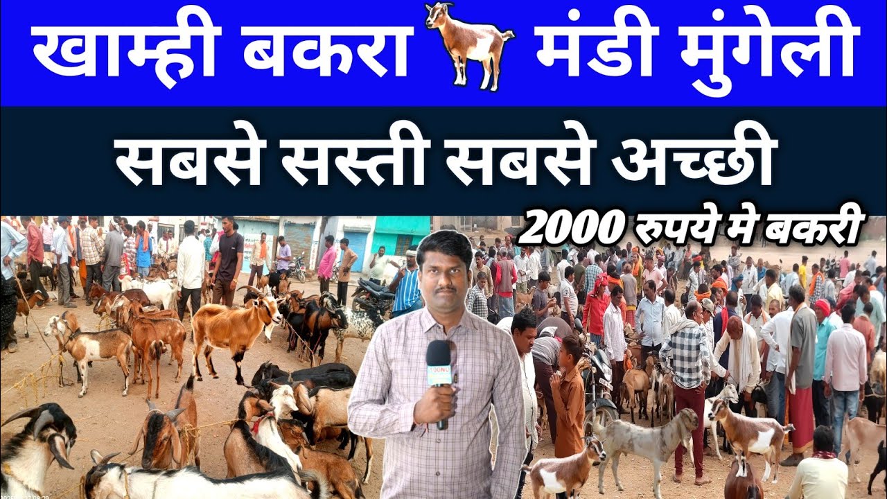 खाम्ही बकरा मंडी मुंगेली सबसे सस्ती सबसे अच्छी #bakrimandichhattishgarh #khamhibailbazar #bakribazar