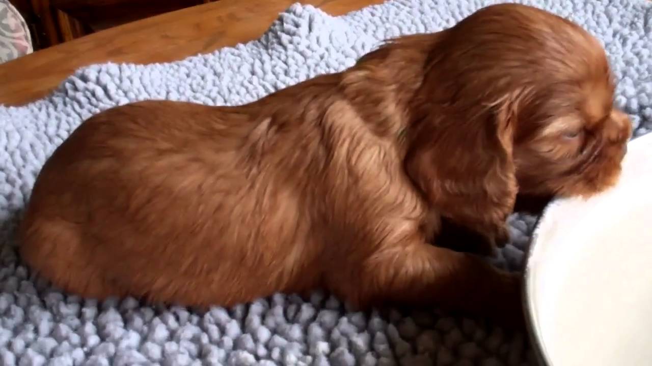 DidiRudi Ruby Cavaliers at 25 Days
