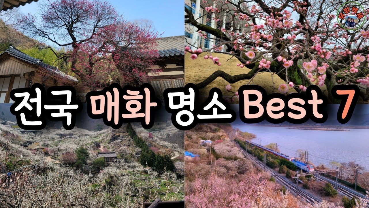 호남5매, 천연기념물 매화 등 매화명소 7곳의 2024년 개화시기와 축제기간을 소개합니다. 광양매화마을, 양산순매원, 통도사 자장매, 선암사 선암매, 전남대 대명매, 백양사 고불매