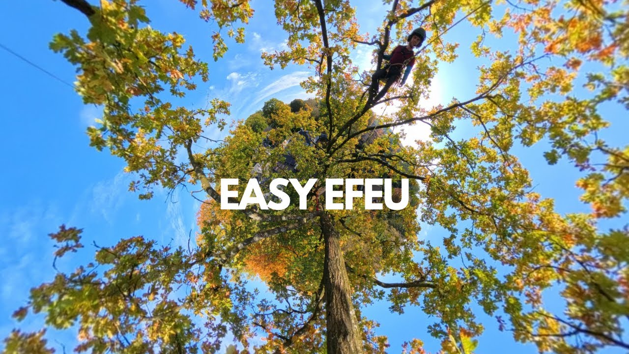 Easy Efeu und Kronenpflege, Baumpflege und Seilklettertechnik macht richtig LAUNE #insta360x4