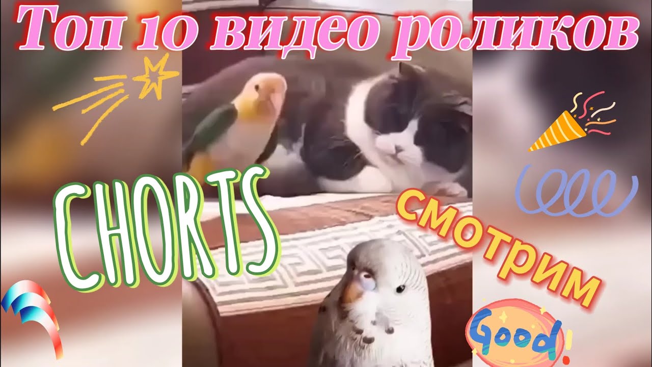 ТОП 10 ВИДЕО! SHORTS! Попугай чех Тоша