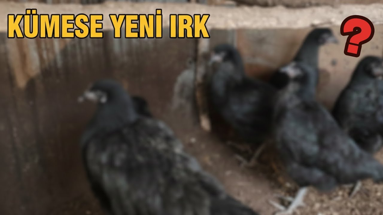 KÜMESTEKİ YENİ IRKIMIZ? | KÜMES TEMİZLİĞİ | SON DURUMLAR