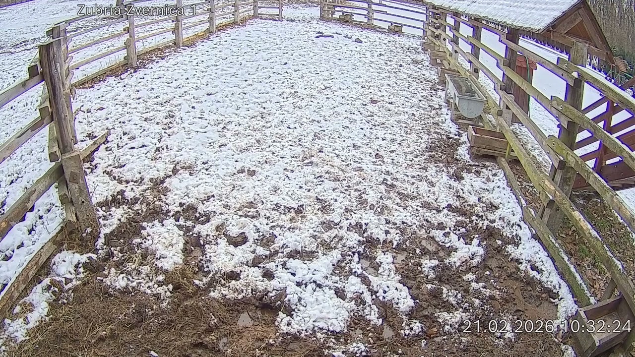 Zubria zvernica (cam212) 21.02.2026 o 10:35