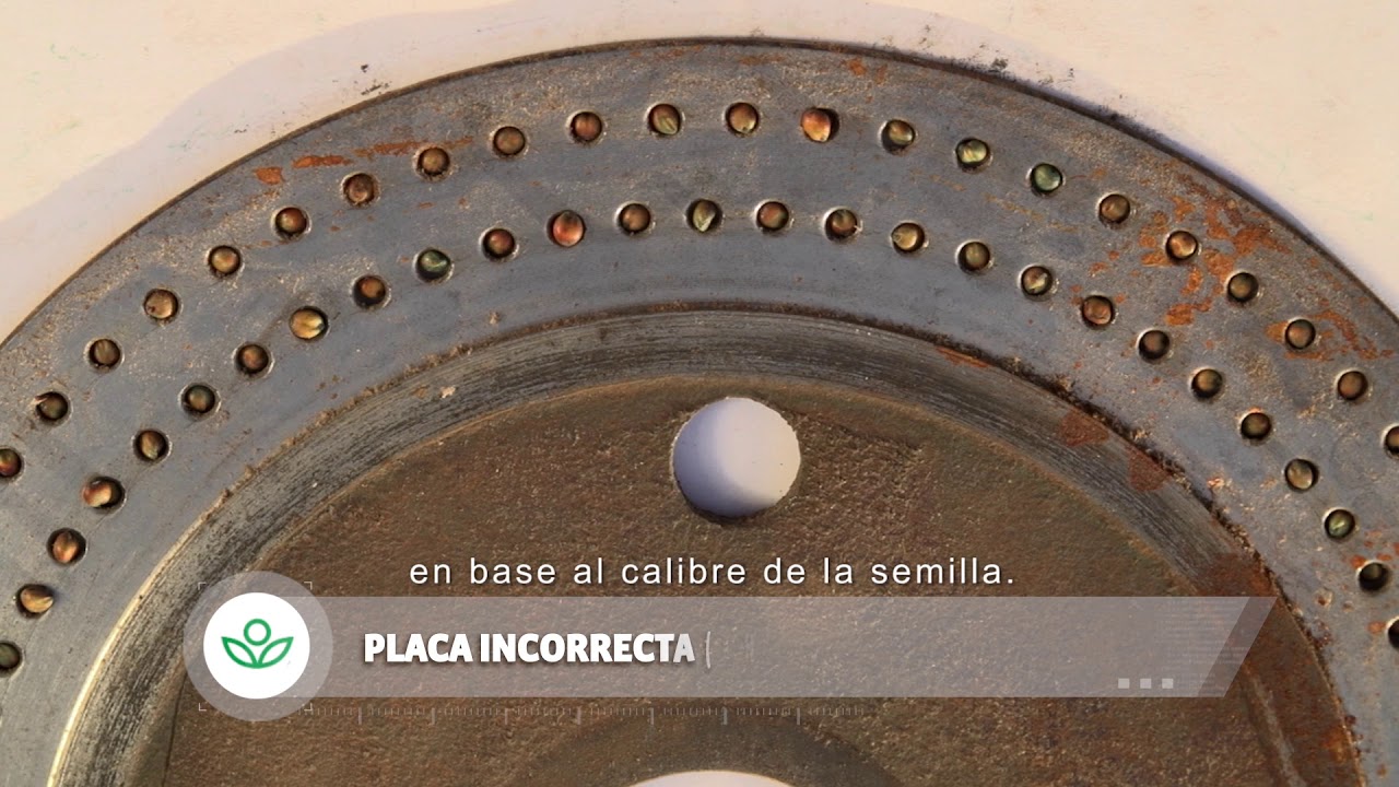 Siembra ideal de sorgo - completo