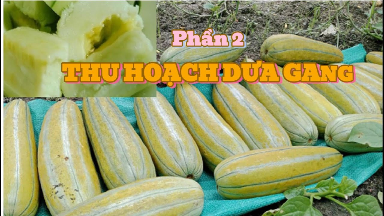 THU HOẠCH DƯA GANG