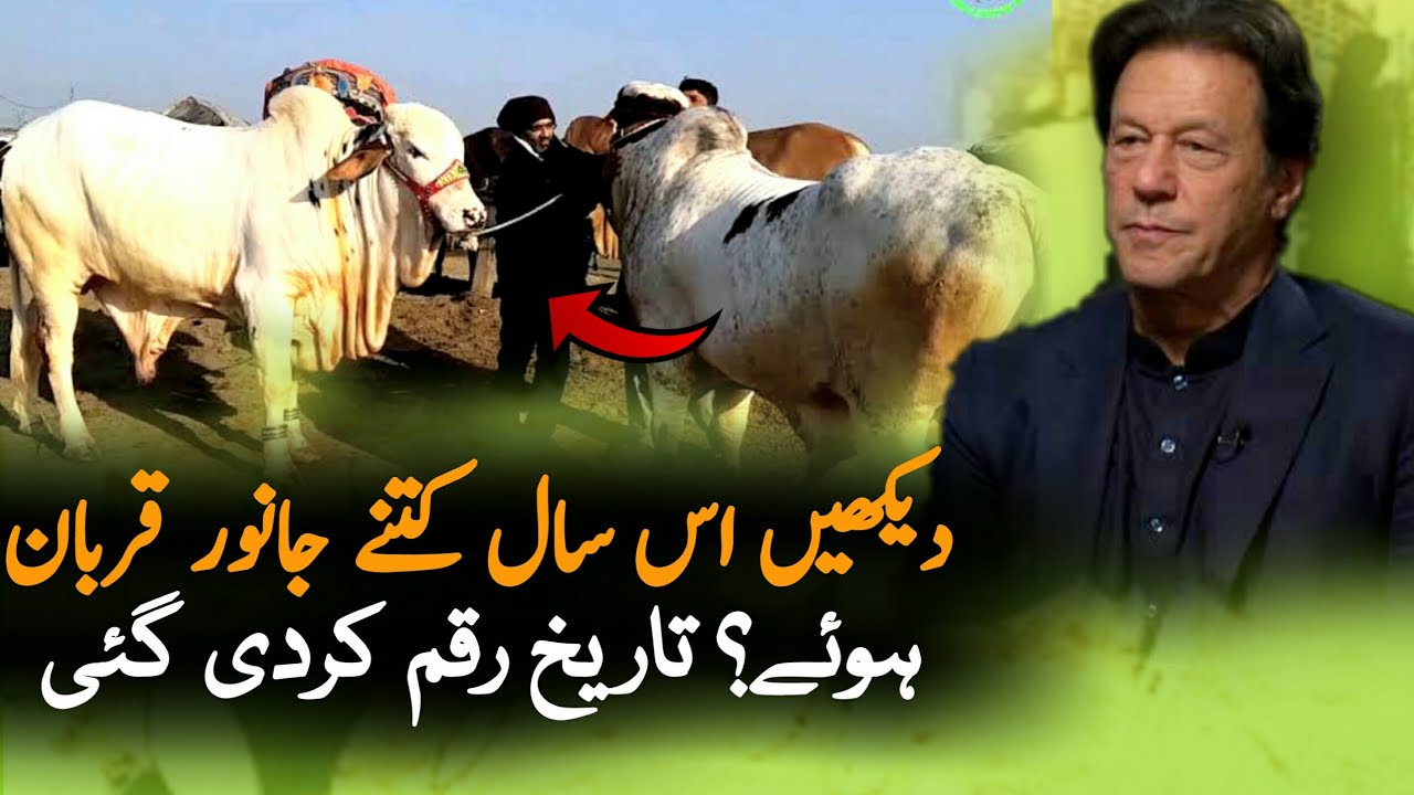 How Many Animals Qurban In Bakra Eid 2021 | Eid 2021 | Eid 2021 Pakistan | News 2021
