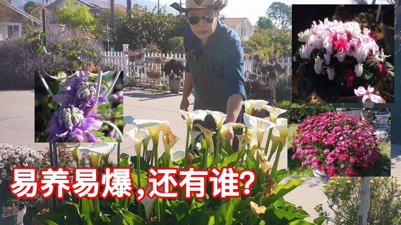 答应我，这几款花一定要试试，易养易爆易打理！园艺篇730