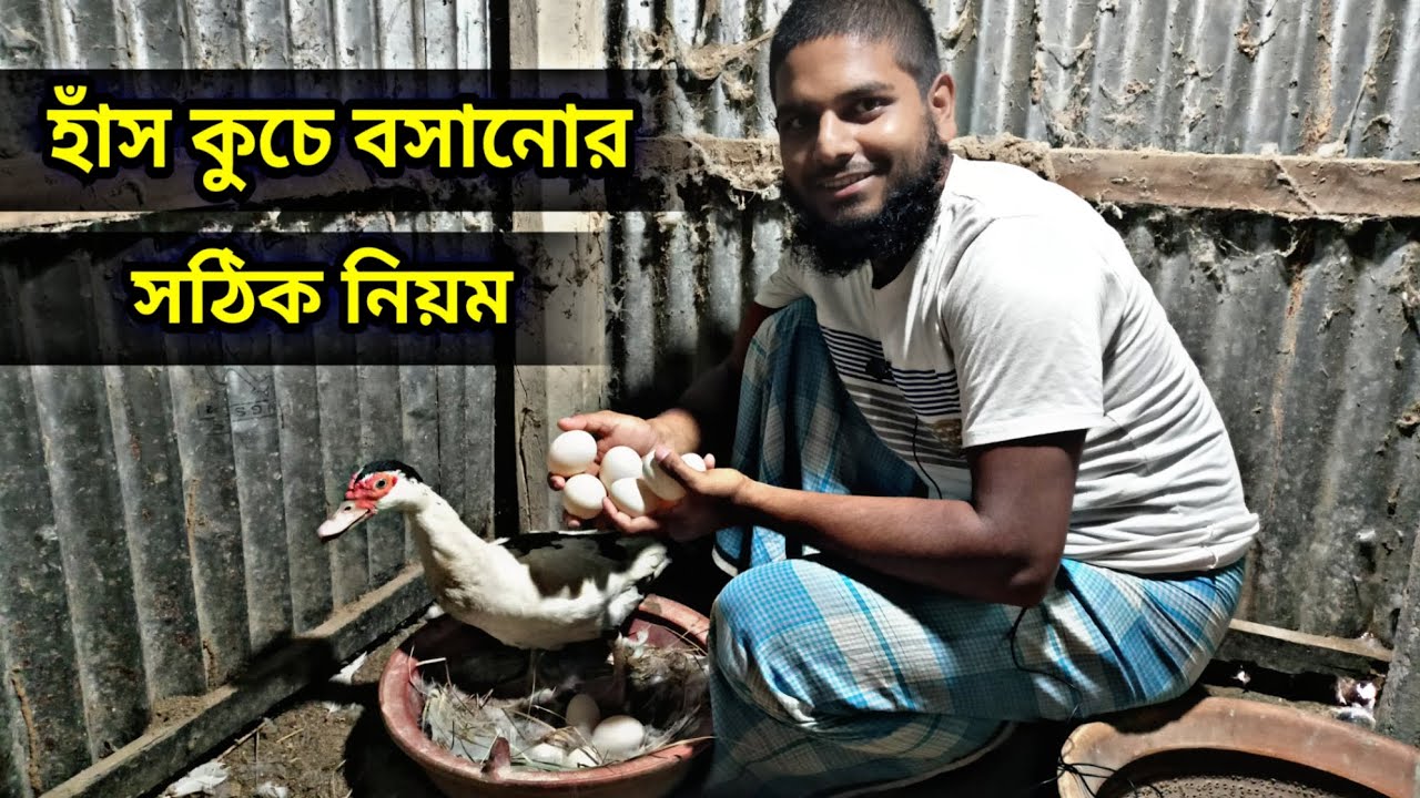চিনাহাঁস কুচে বসানোর সঠিক নিয়ম - ২৪-১০-২৩-মঙ্গলবার muscovy duck fram