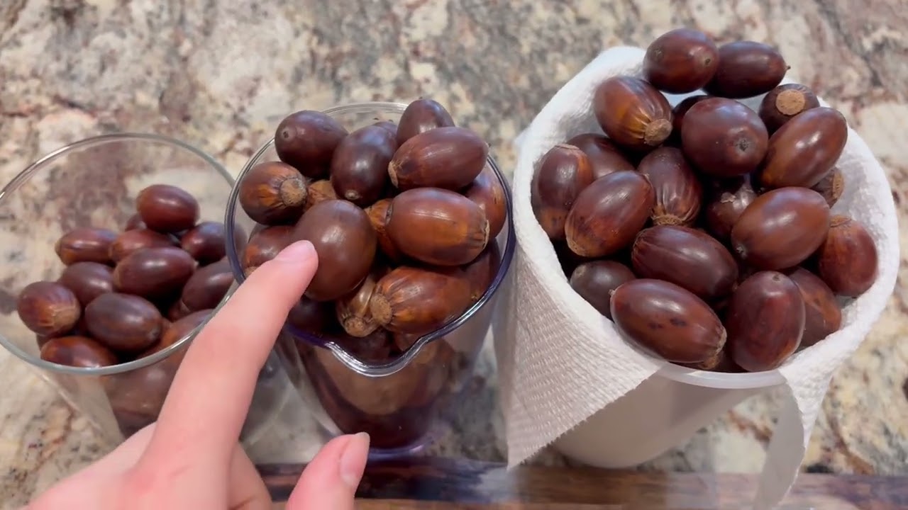 Foraging Acorns & Turning Them into Coffee (Step-by-Step)