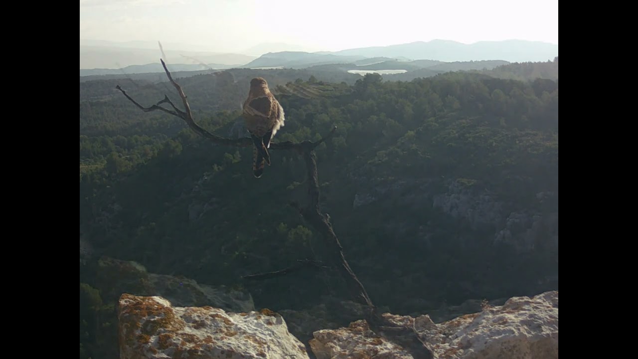 Aves en el roquedo - Verano