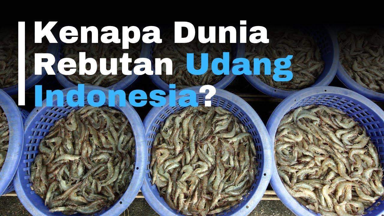 Udang Vaname & Windu: Senjata Rahasia Indonesia di Pasar Ekspor Dunia 🦐🌍