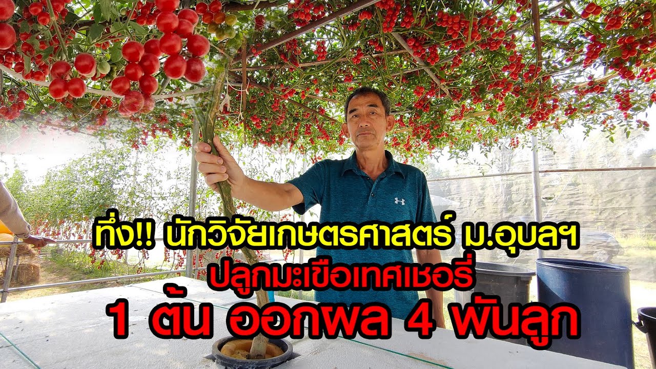 ทึ่ง!! นักวิจัยเกษตรศาสตร์ ม.อุบลฯ ปลูกมะเขือเทศเชอรี่ 1 ต้น ออกผลกว่า 4,000 ลูก