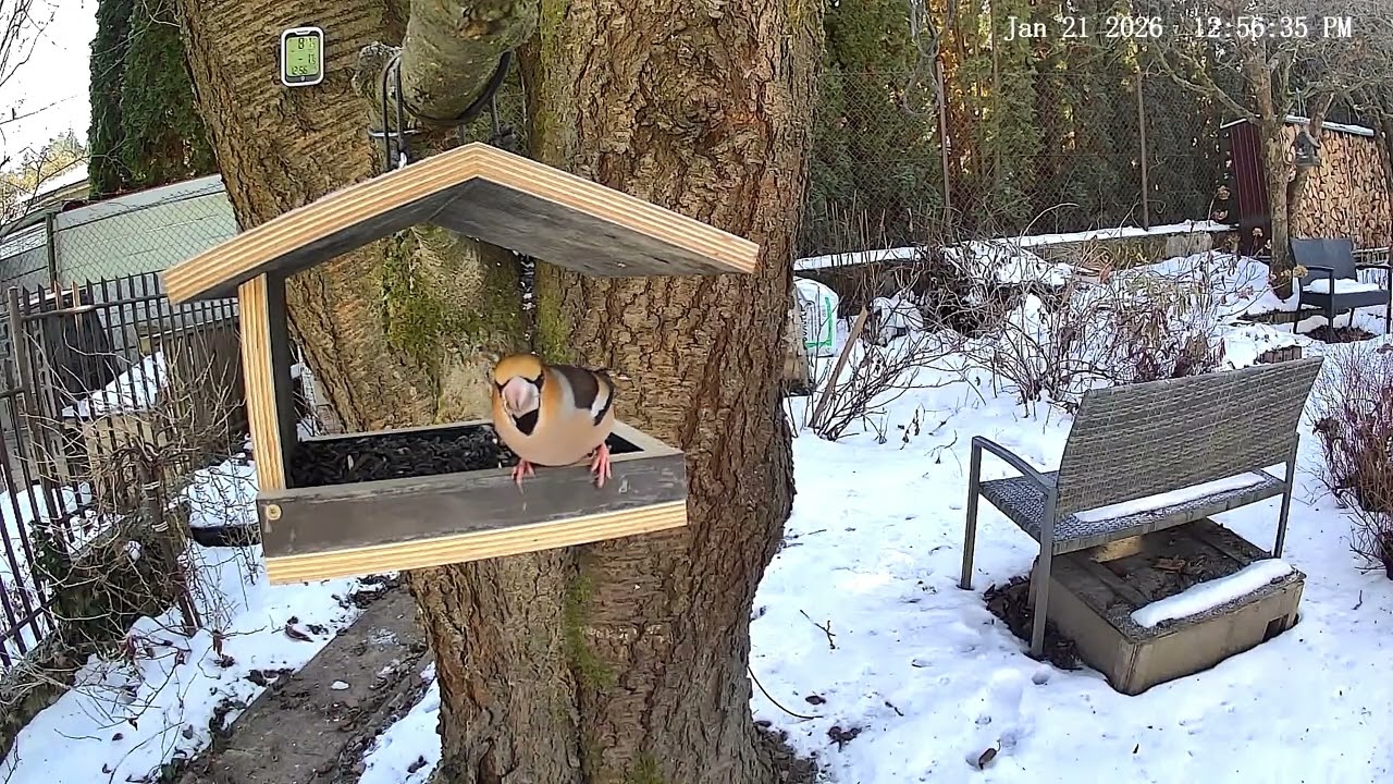 2026 01 21 kuna, ďateľ, červienka