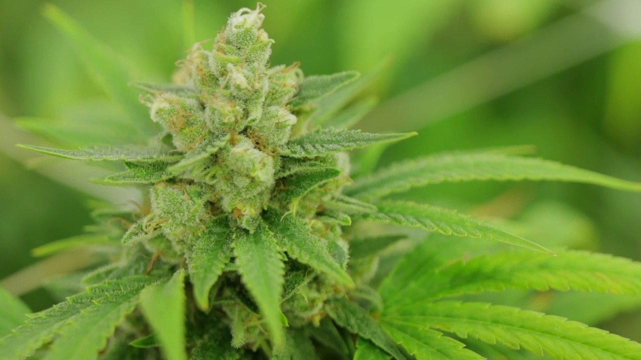 Golden Goat Strain