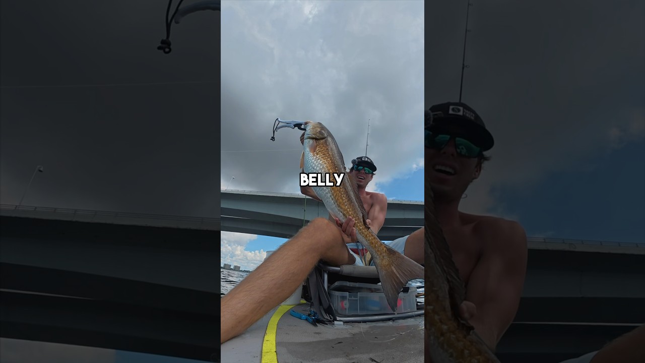 I caught my personal BEST Redfish! #fishingvideo #fishing #livebait