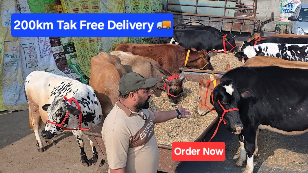6 jodi (12 cows 🐄) 🏆 kam dam 🎖 best quality 🔥 only on @Sarbcheemadairy 75080 23218