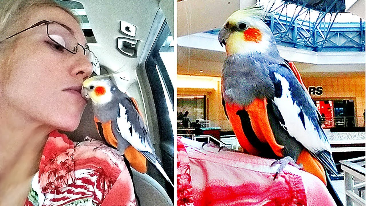 Taking my cute parrot for a walk :) Flightsuit collection! How to put harness on bird...
