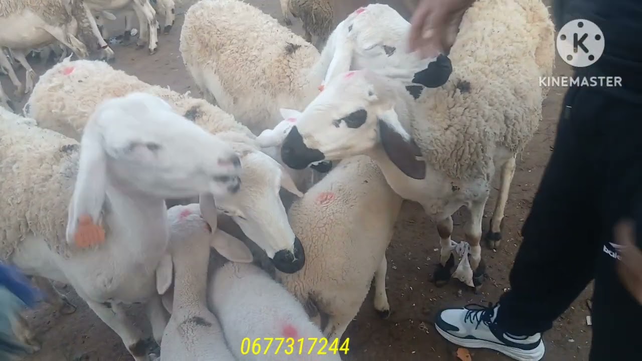 خيرات من سوق الثلاثاء بن جرير إقليم الرحامنة #ارتفاع اثمنة #