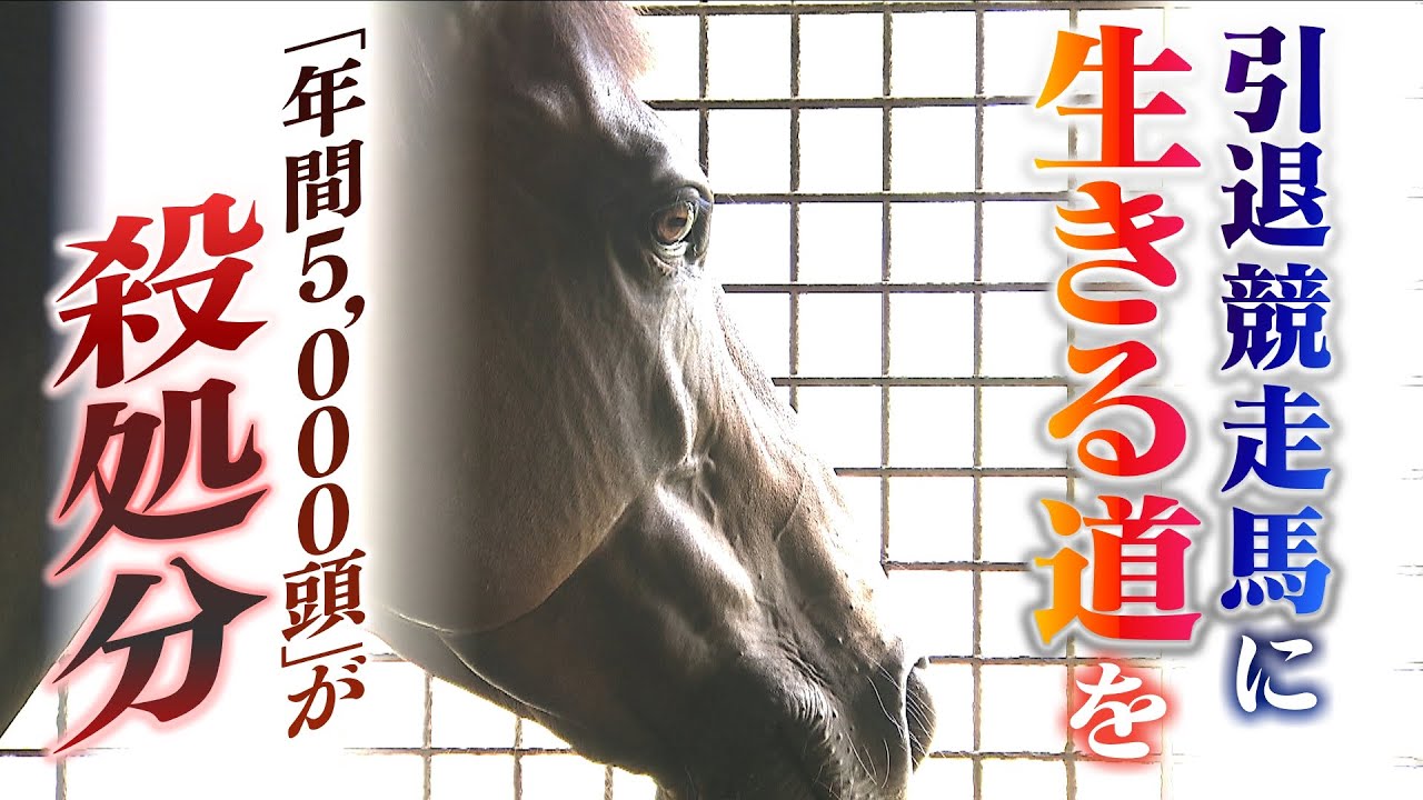 【年間５０００頭が殺処分】引退競走馬とその再チャレンジを支える夫婦「サラブレッドを救いたい」