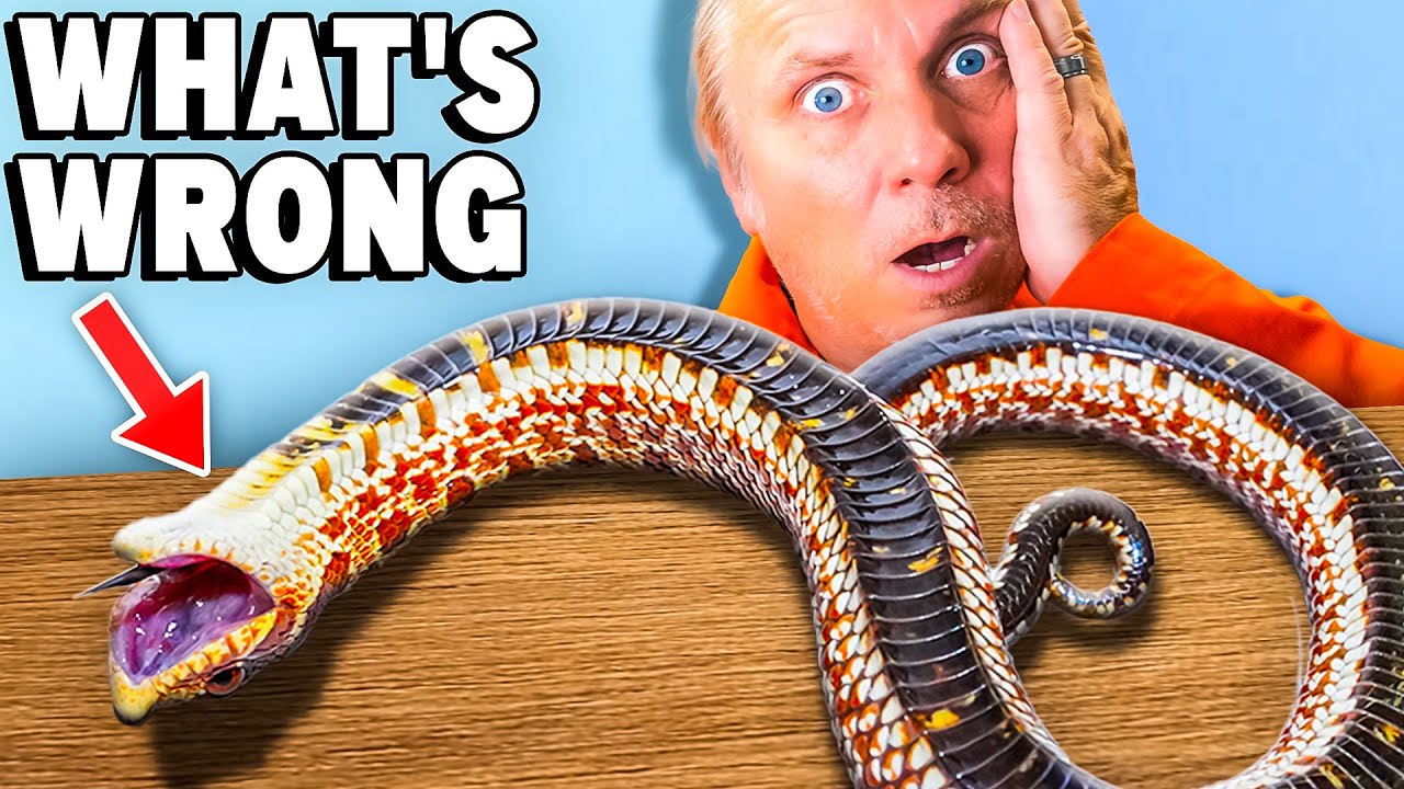 What To Do When This Happens To Your Snake!
