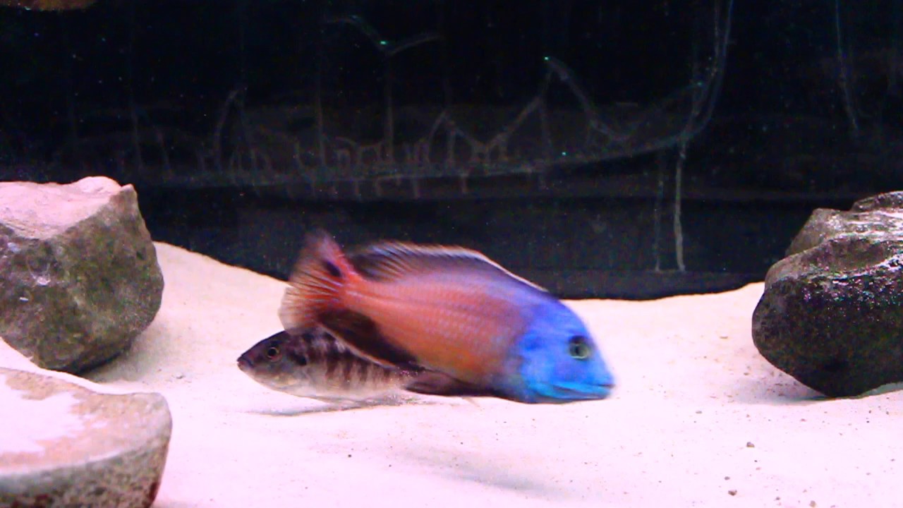 Red Empress in Breeding Display
