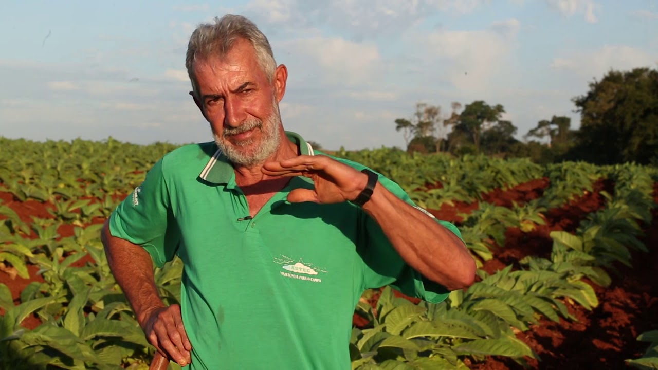 Plantação de Fumo - Repórter Querolaine Simões - Caminhos do Oeste