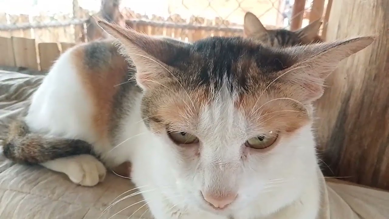 ดูความน่ารักของน้องเหมียวยามเช้านะครับร่าเริงสดชื่น